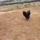 Chickenn
