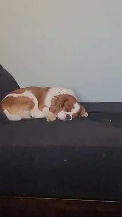 Woof_irl