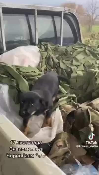 Always remember that countless animals are suffering too because of Russian invasion