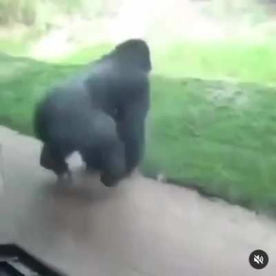 Spinning gorilla
