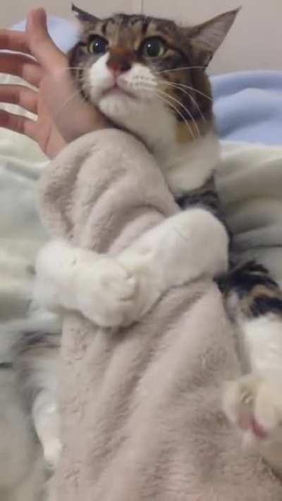 Gatinho