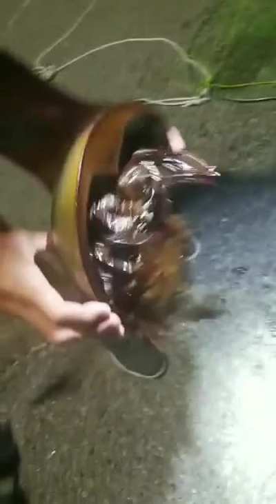 Kabuto?