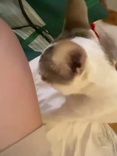 as usual the eldest daughter cat being a derp