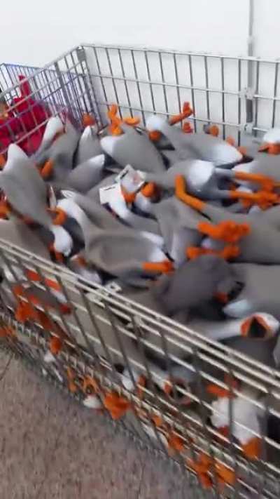 I present you Steve's Duck Army
