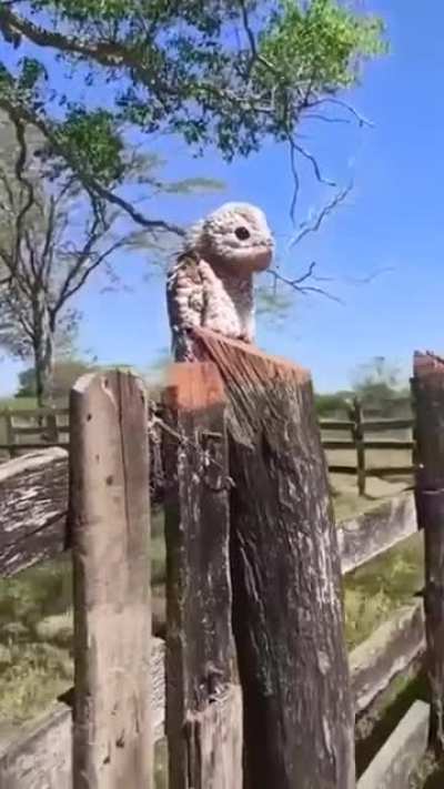 The Urutau, or 'ghost bird'