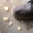 Cursed animal