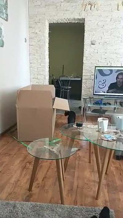 New box for a cat