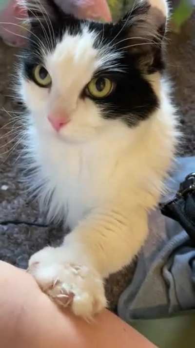 She demands the pets. (No, she’s not scratching me)