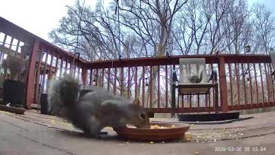 Squirrelnado