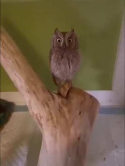 Excuse me, did you lose your feather? - Простите, вы потеряли перо?