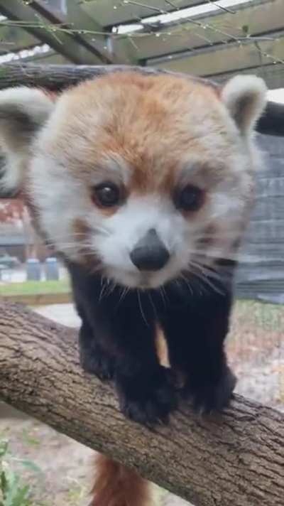 I likes the berries. You have more, yes?