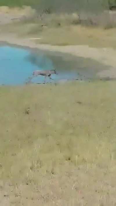 Chupacabras