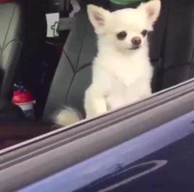 If I was a dog
