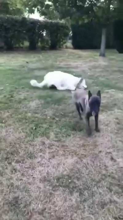 This dude just living the best life