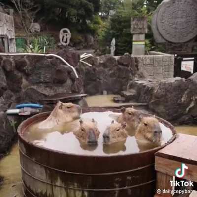capybara stew rule