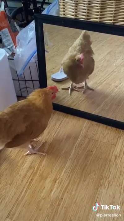 Chicken fights his reflection