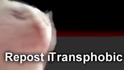 cursed_catto
