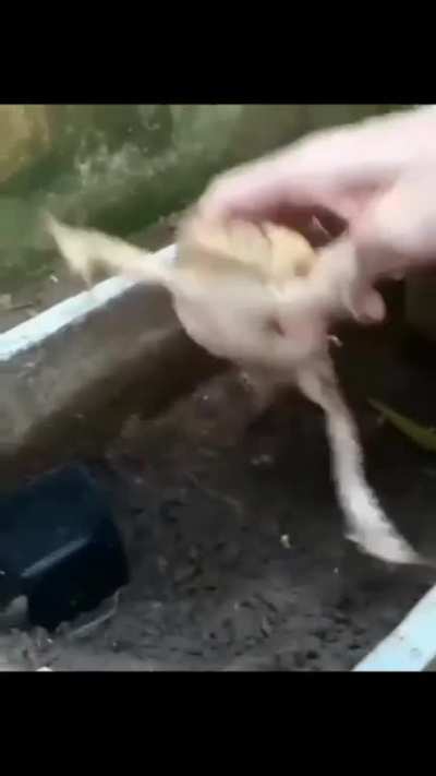 Sapo 🎩🕺
