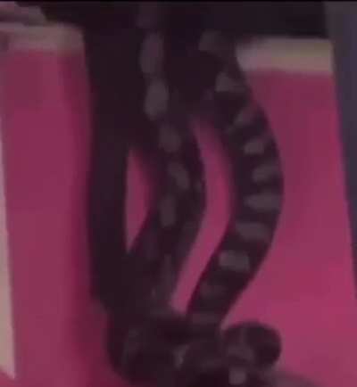 I think the snake on the roof was small!