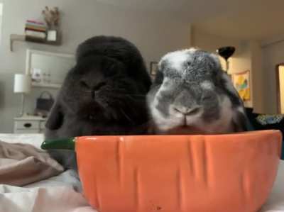 Munch munch