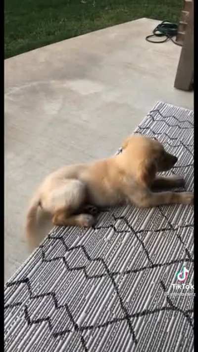 Meeting your new brother