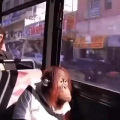 @pokelawls