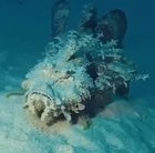 Devil scorpion fish