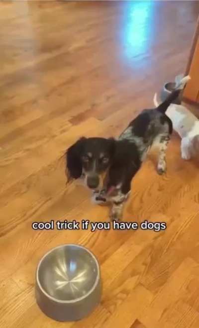 Cool trick if you have dogs