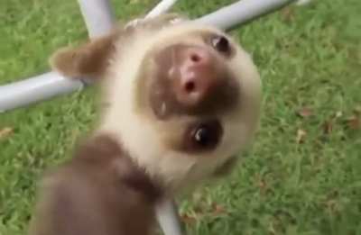 Cute little baby sloth