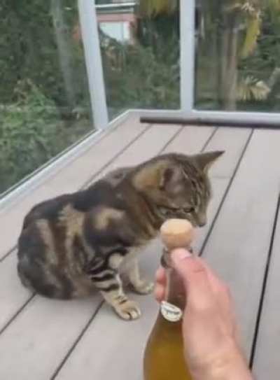 A Light Bonk