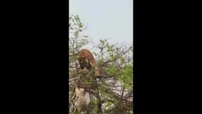 Tiger fall from tree chasing a monkey