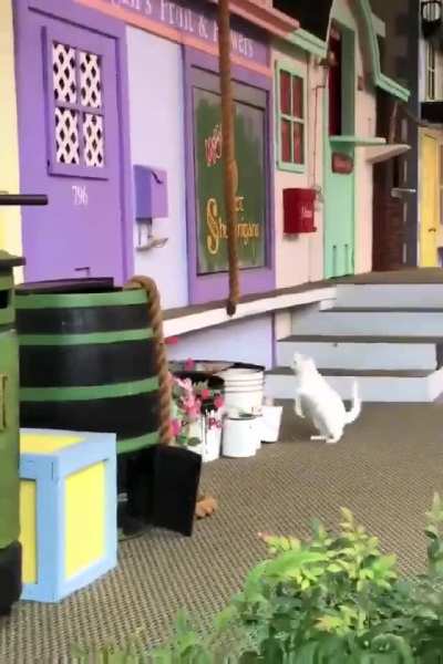This animal show