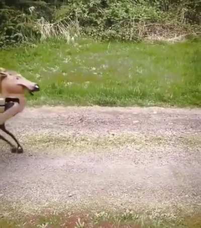 Boston dynamics upgrade.