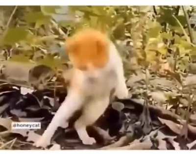 Cat reflexes are actually cheat codes