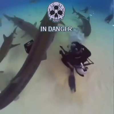Black diver