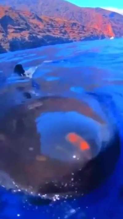 Great white shark appears out of nowhere