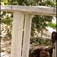 Har Har Mahadev 🐍