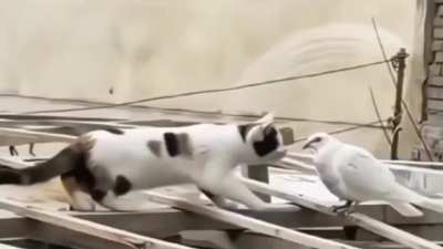 Height of stealth