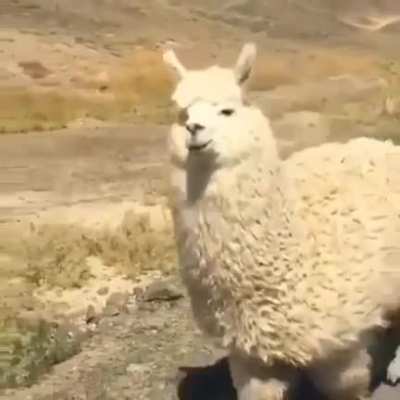 There are no wild alpacas. Alpacas are domesticated versions of vicuñas, South American ruminants that live high in the Andes. Alpacas are raised mainly for their soft and fluffy wool.