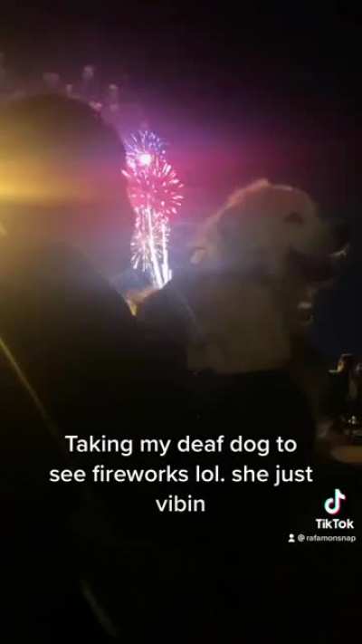 Taking a deaf dog to see fireworks