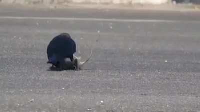 A rat struggling to escape a pair of crows only to get grabbed by a Black Kite