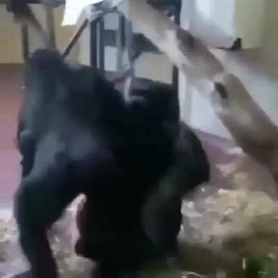 damn MONKE SEX