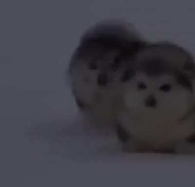 Oh Lord Chonky Boi’s