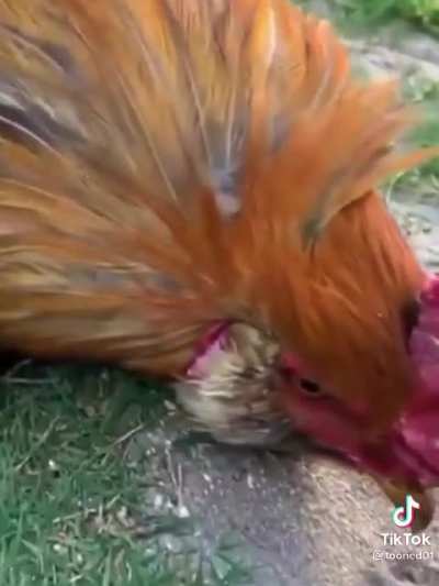 Chicken hack