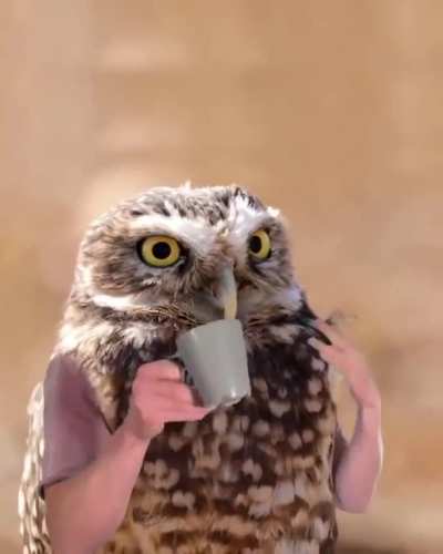 Verified Who loves coffee more than Owls