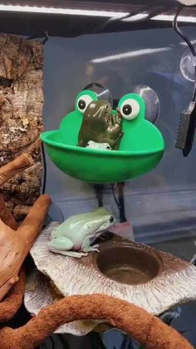 Peek a boo