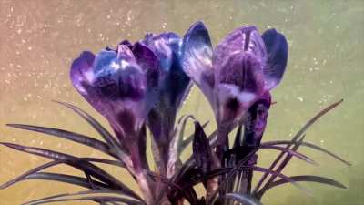 Cosmic Bloom (OC Style Transfer Video)