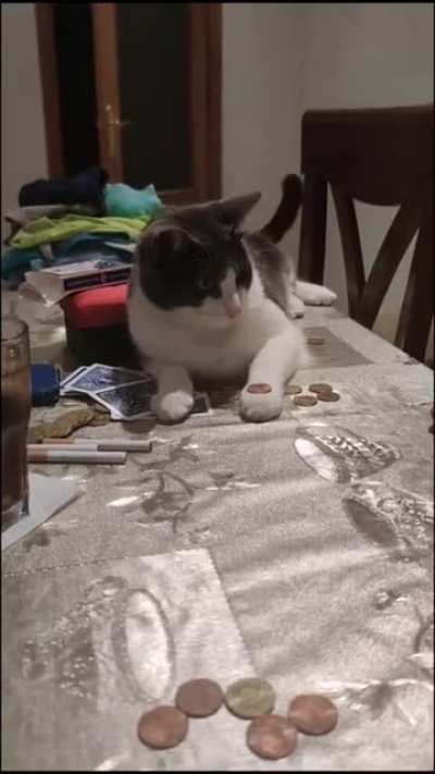 Cat have such inteligence