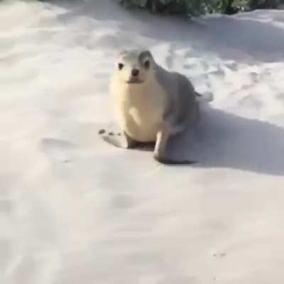 Seal War Cry
