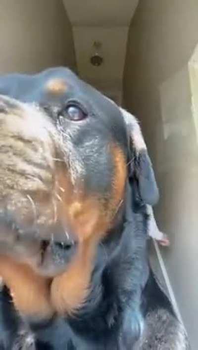 woof